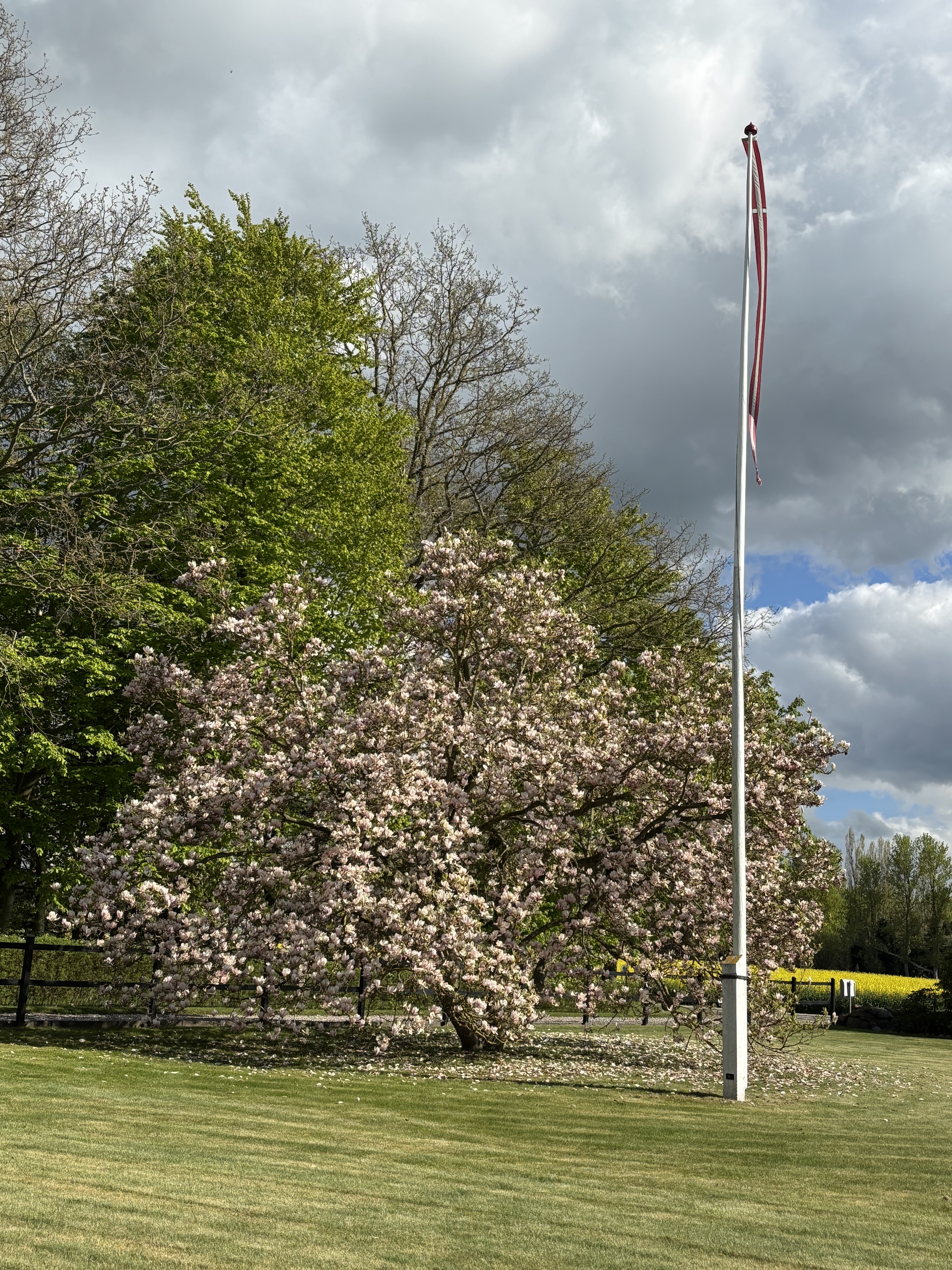 Magnolie 1