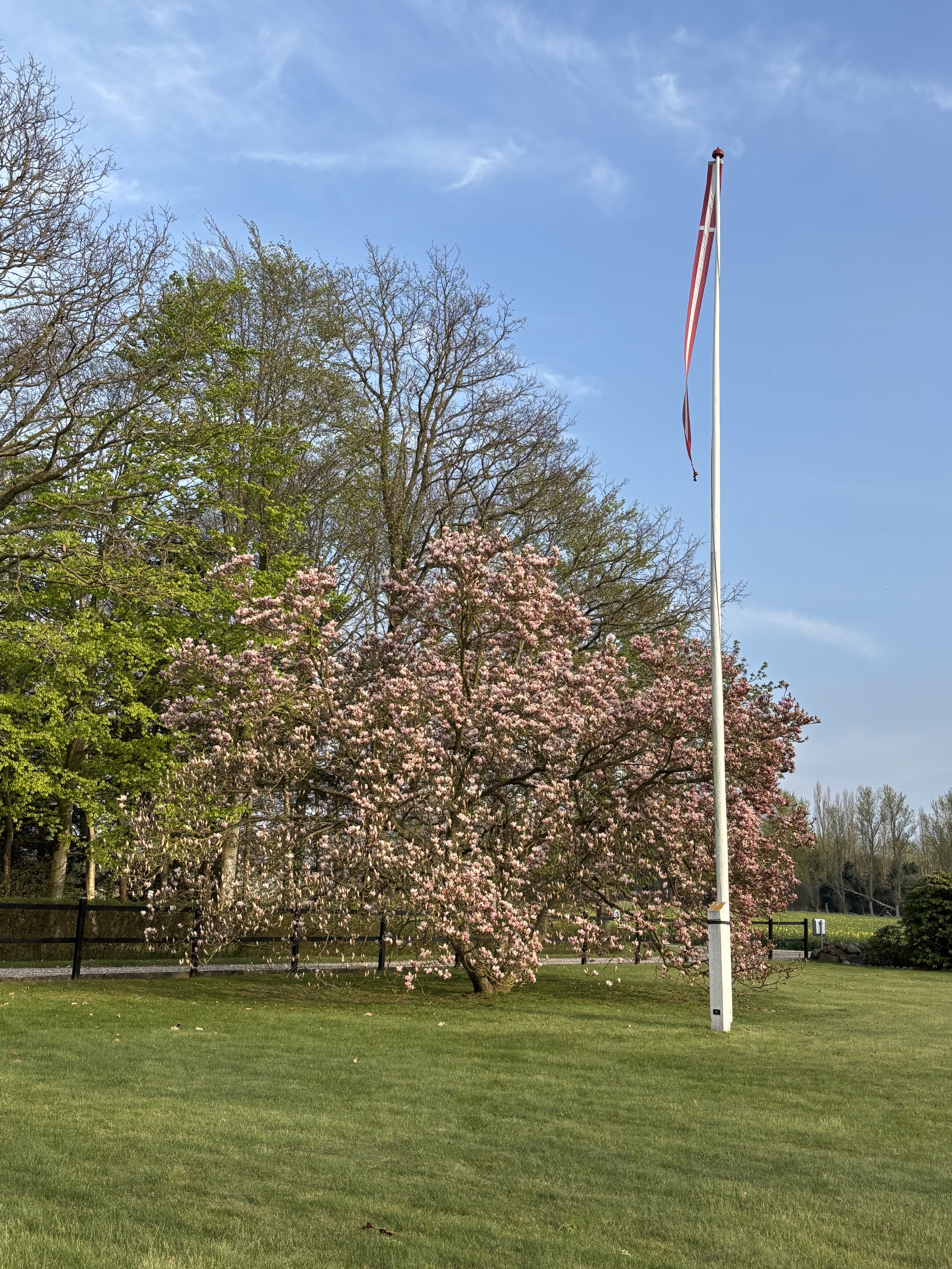 Magnolie 2