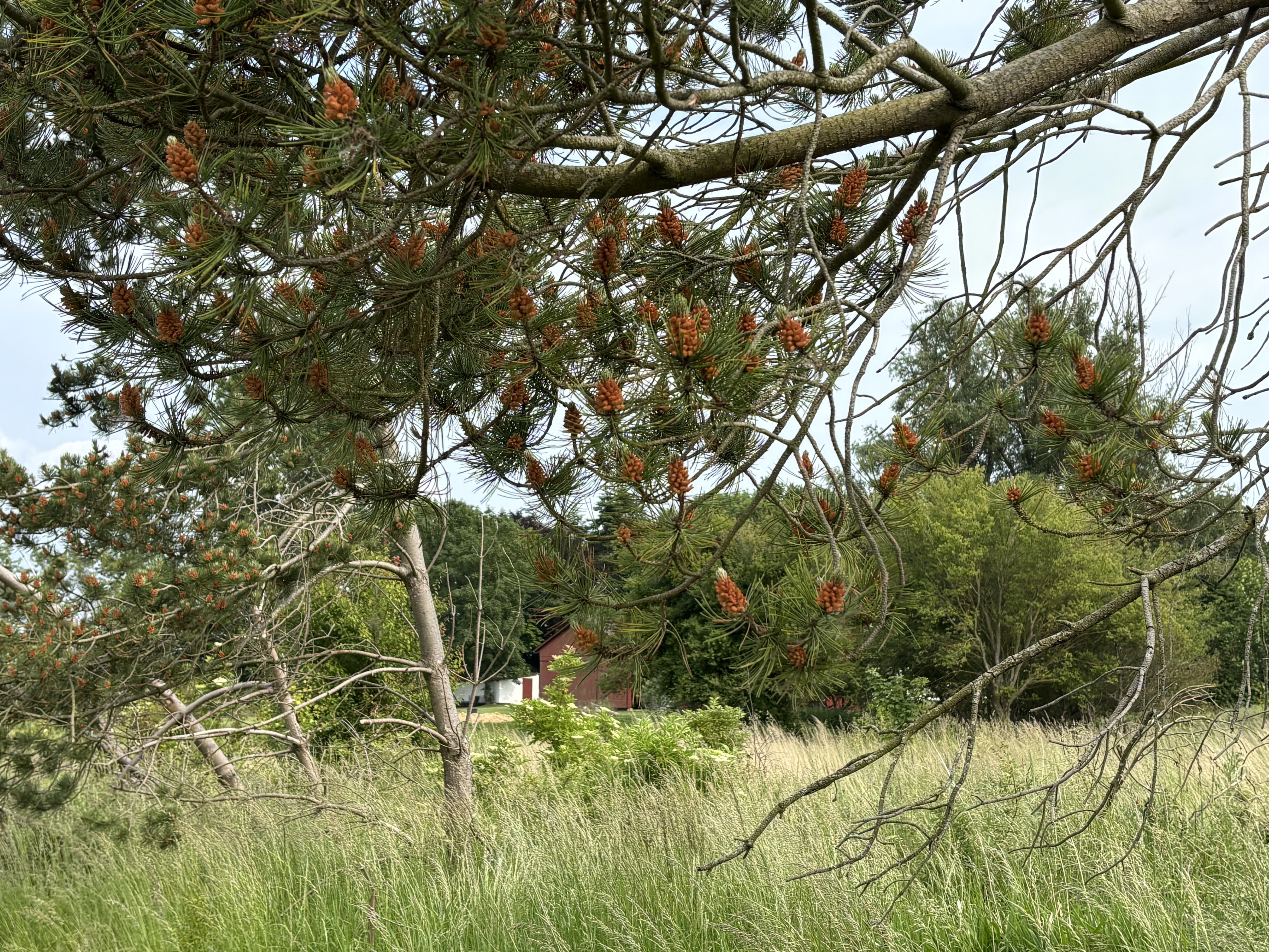 Natur 2